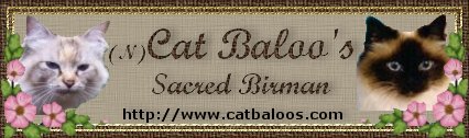 Cat Baloo's - Sacred Birman