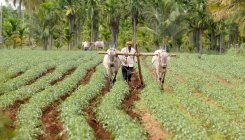 Growing wrong crop? No subsidy, loan waiver